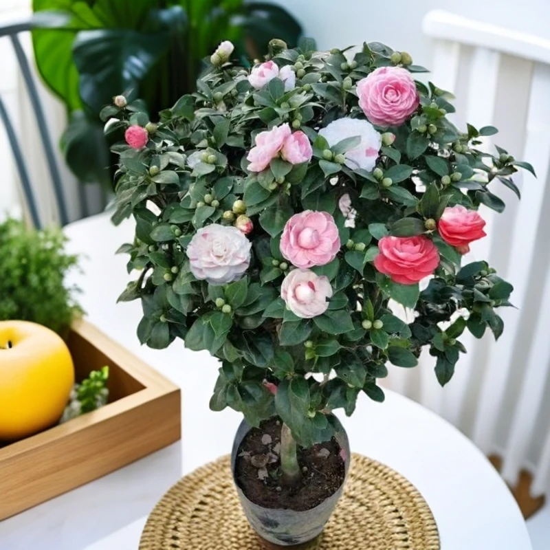 十八学士茶花品种茶花一树多色花 室内室外好养易活耐热耐寒植物