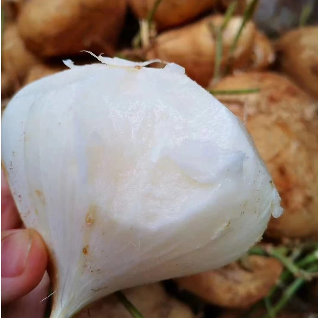 新鲜现挖凉薯 蔬菜水果农家凉薯5斤包邮