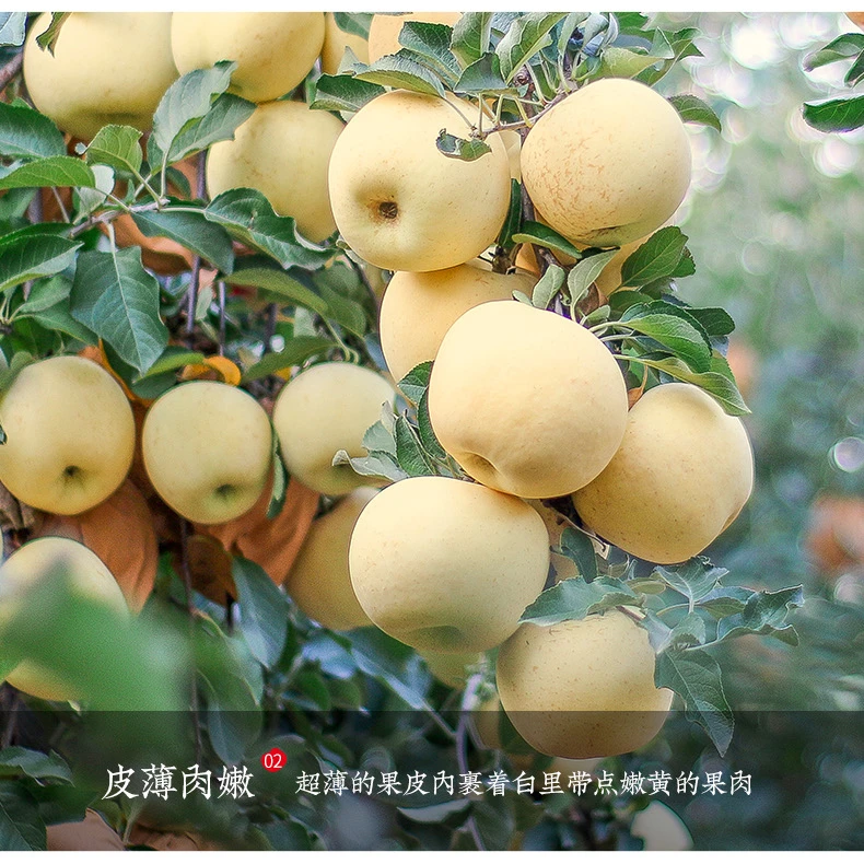山东烟台栖霞奶油苹果水果4.5斤