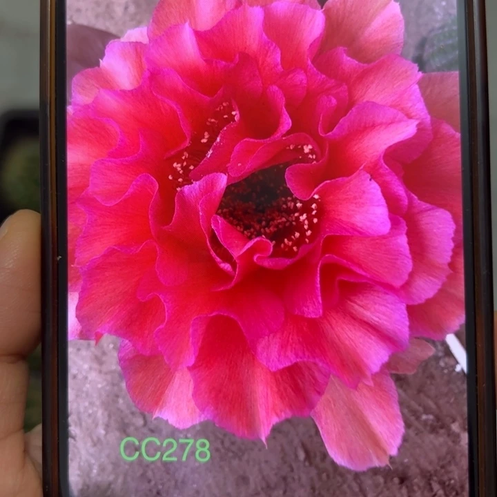 仙人球彩草歪cc278