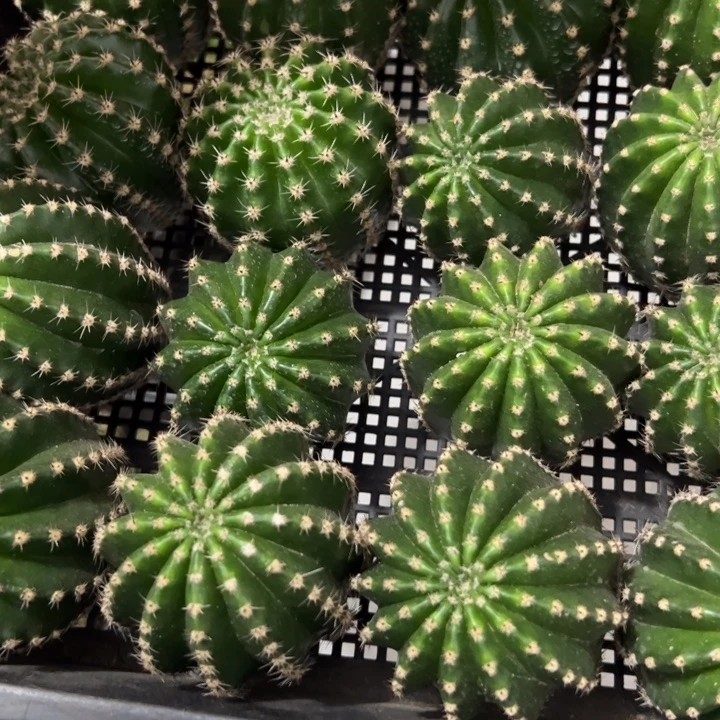 仙人球彩草歪卓雅发俩