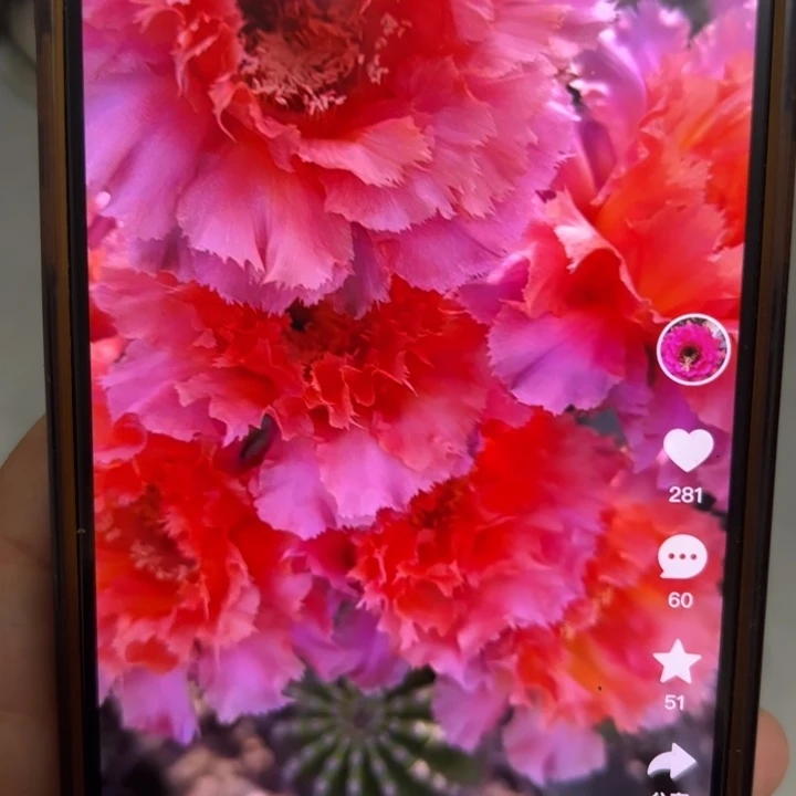 仙人球彩草歪魅羽根