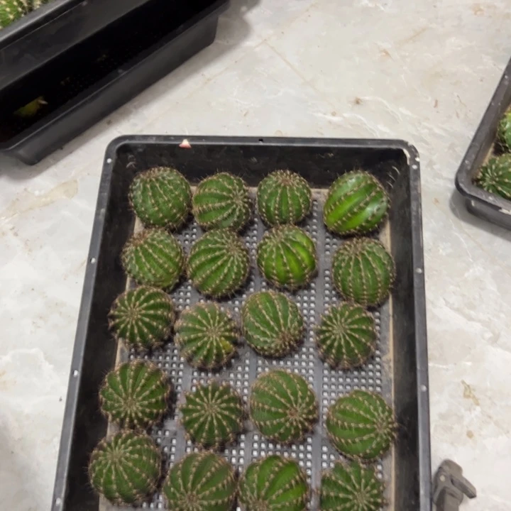 仙人球彩草歪cc215