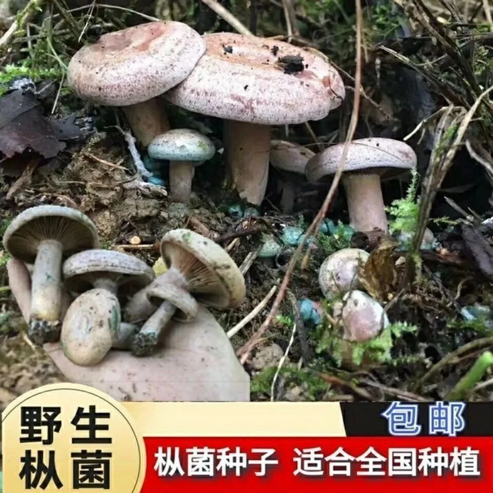 【包出菌】野生乌纵菌原种菌包 松菌 青碟菌 黄碟菌 松纵菌松菇