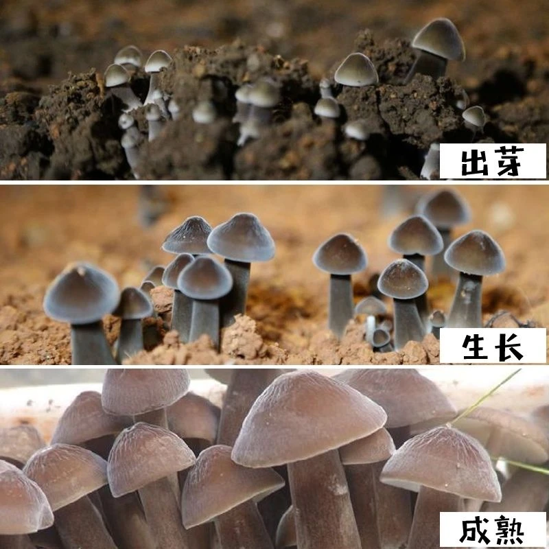 【包出菌】黑皮鸡枞菌菌包菌种人工栽培新鲜蘑菇菌包可室内室外
