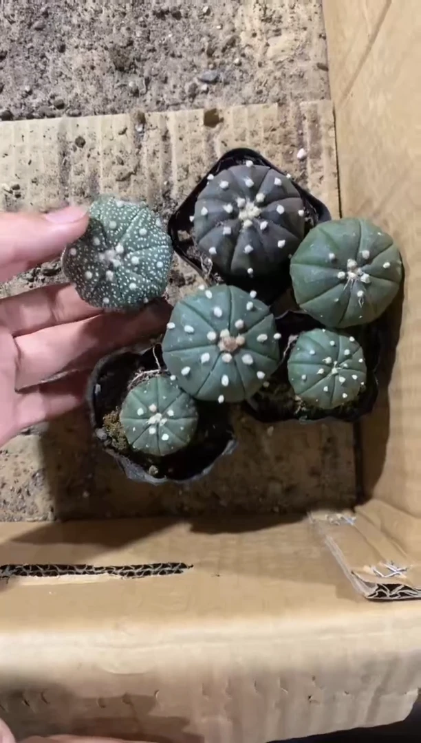 【闪购商品】实生星兜六颗
