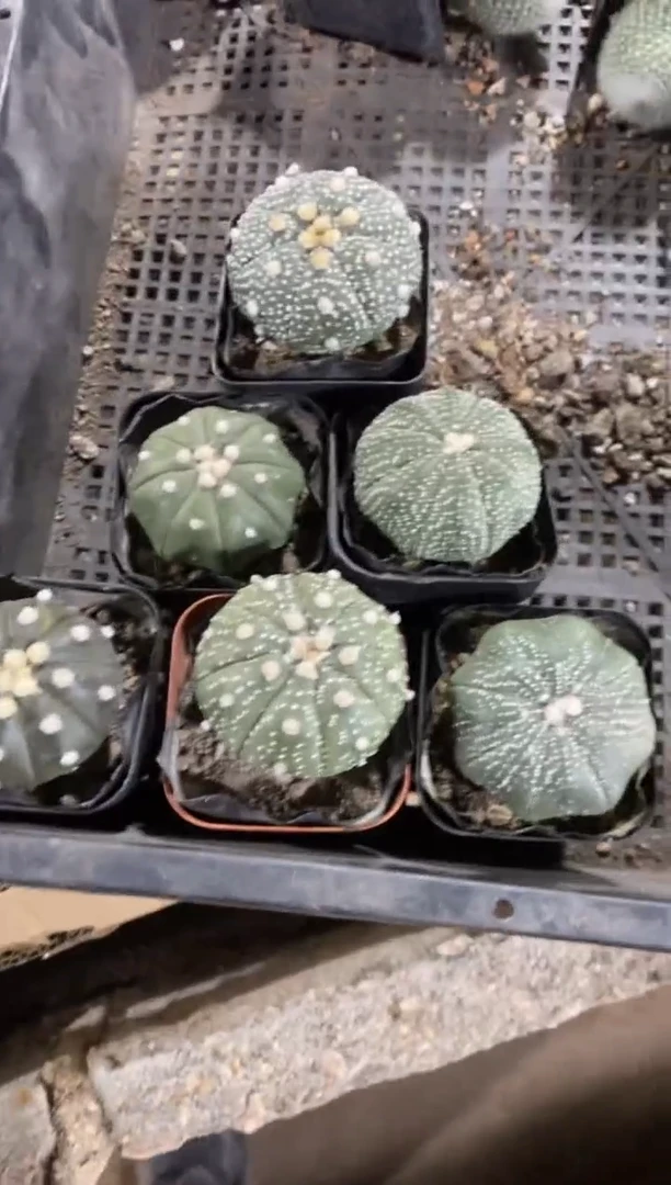【闪购商品】实生星兜六颗