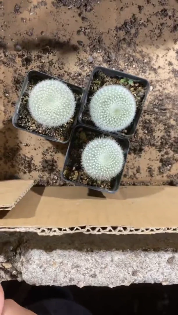 【闪购商品】实生白雪光三颗