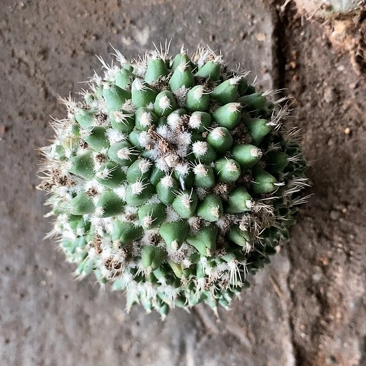 仙人球直播链接雪糕