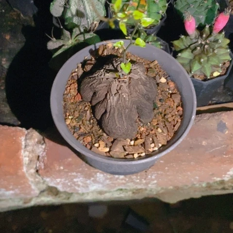 仙人球直播链接象足龟(带上盆)