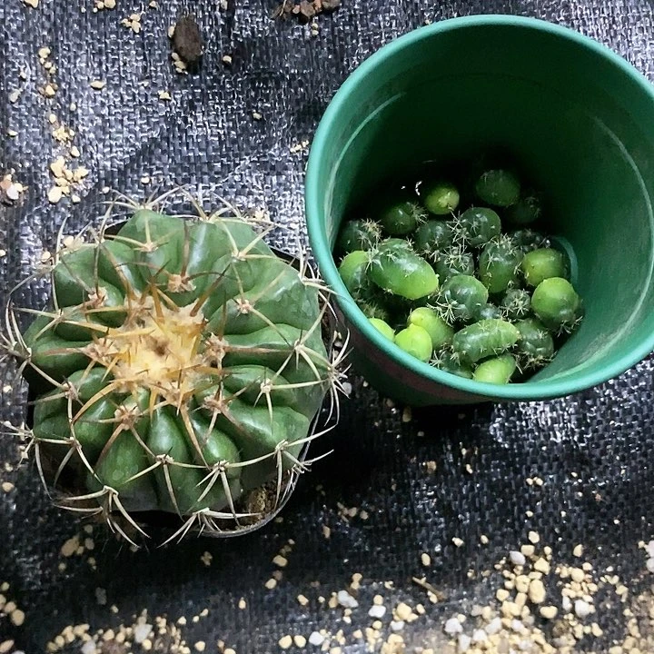 仙人球直播链接圆盘玉➕侧牙