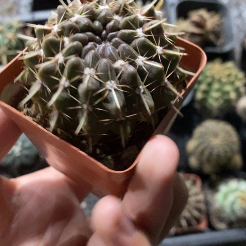 【闪购商品】实生狮子王