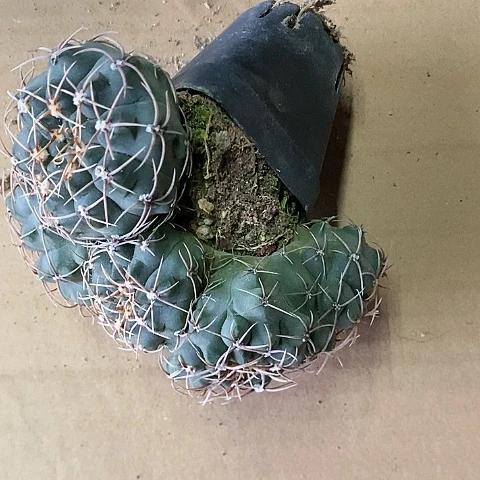老*仙人球直播链接裸鄂