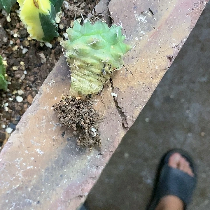 老*仙人球直播链接赤花胶丽