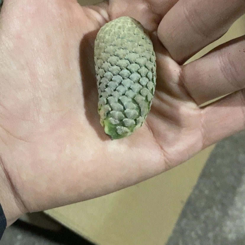【闪购商品】无根鱼鳞 单颗