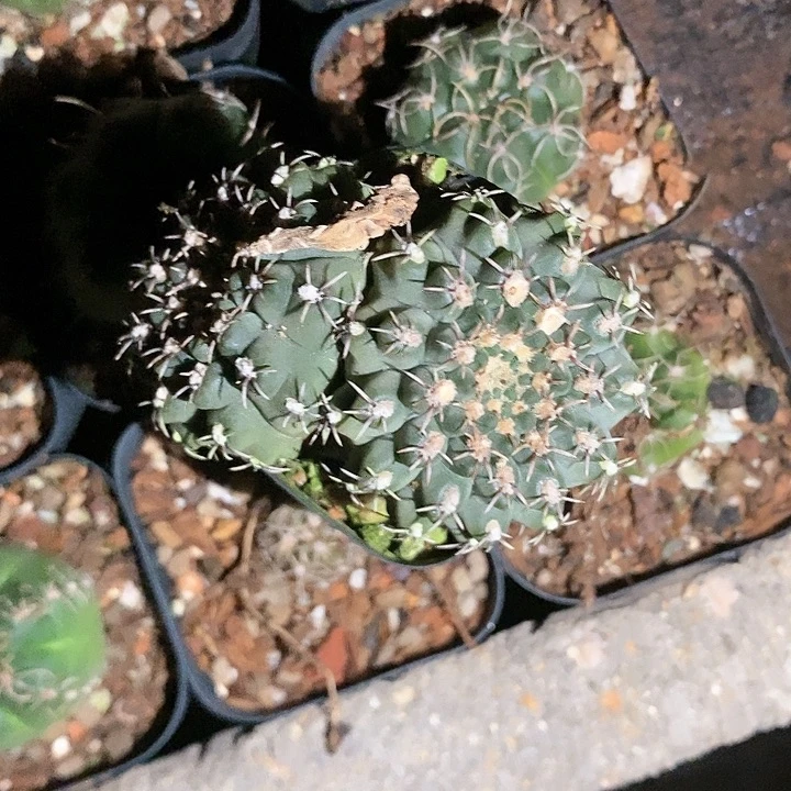 仙人球直播链接,