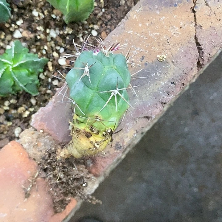 仙人球直播链接非冠龙