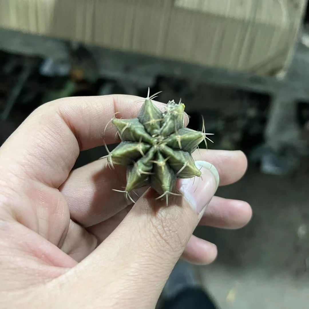 实生牡丹小苗一颗