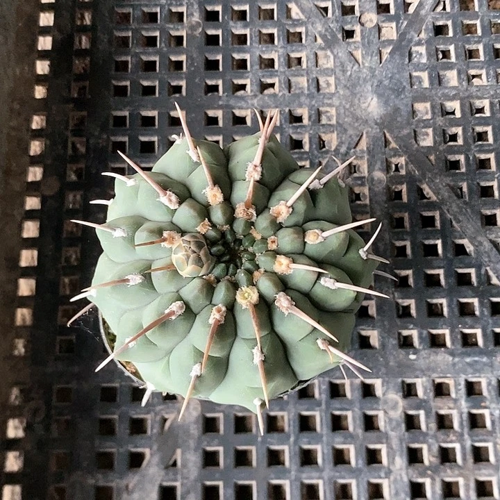 仙人球直播链接，裸鄂