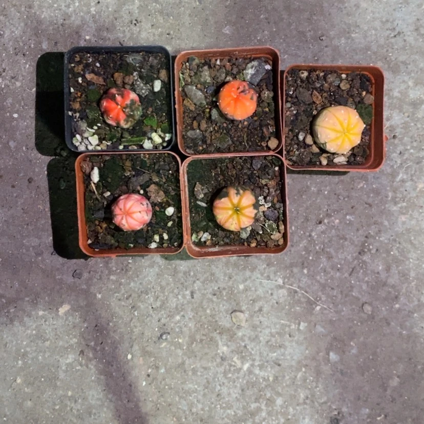 【闪购商品】2号兜锦