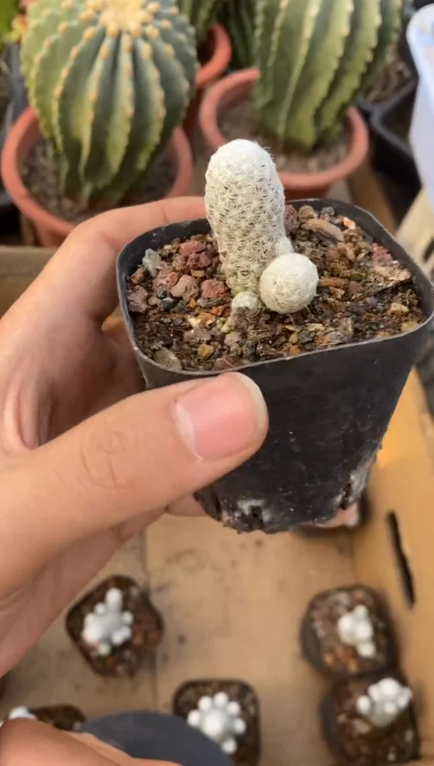 【闪购商品】自根小肌春星单颗