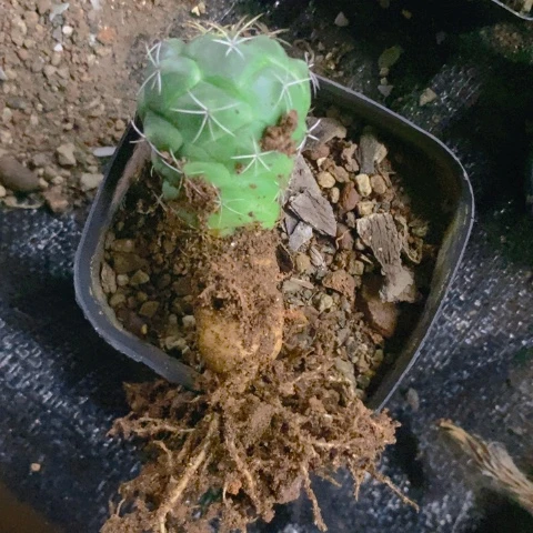 仙人球直播链接小象牙