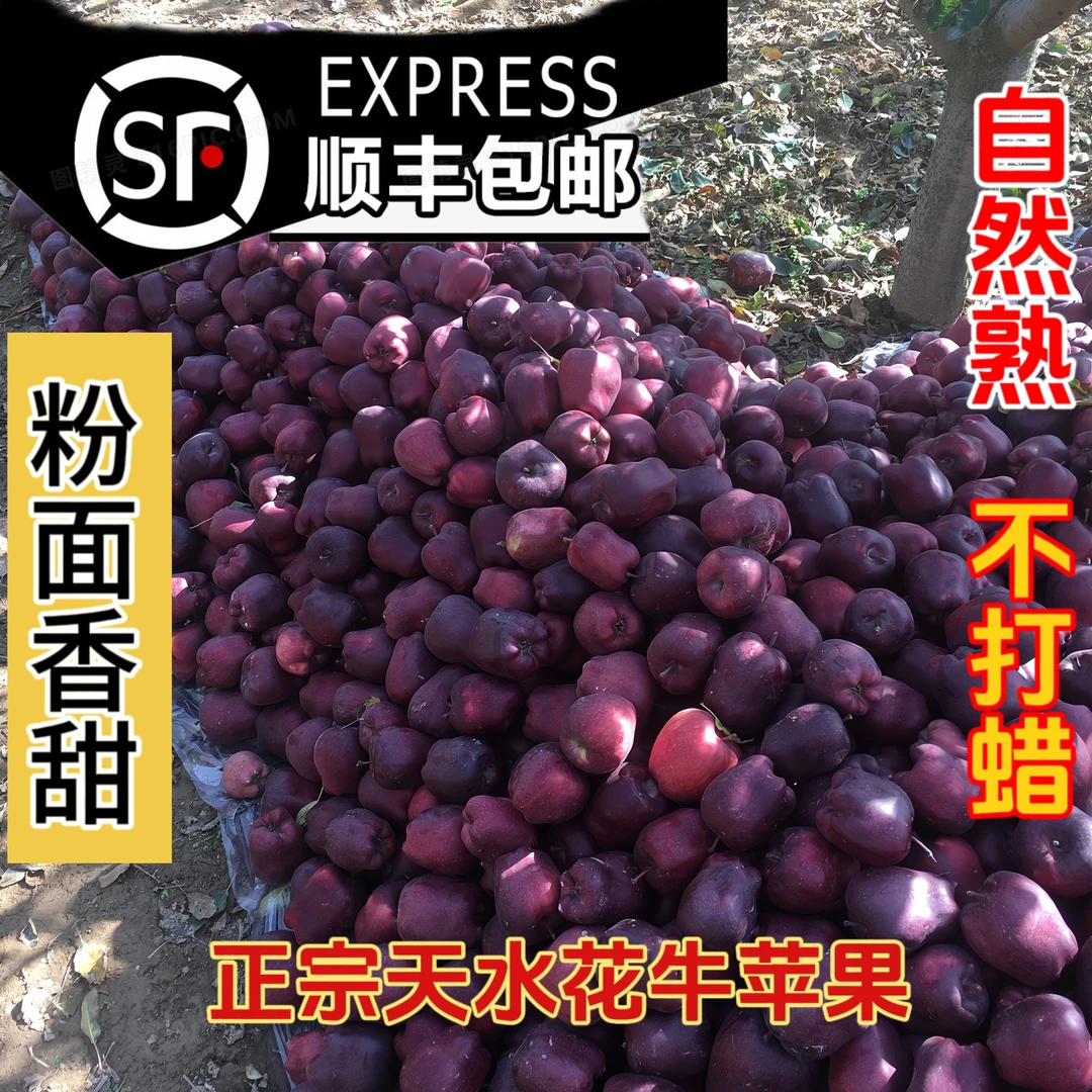 甘肃天水高海拔花牛苹果蛇果粉糯香甜顺丰包邮