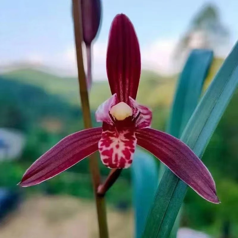 天香苑兰苑兰花绿植，直播间下单专属链接