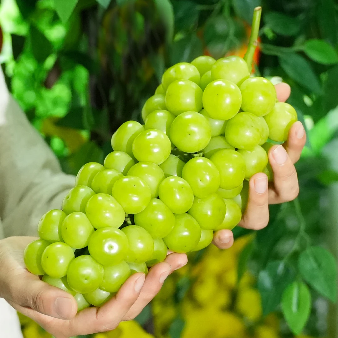【源头直发，顺丰包邮】湖南阳光玫瑰4斤装