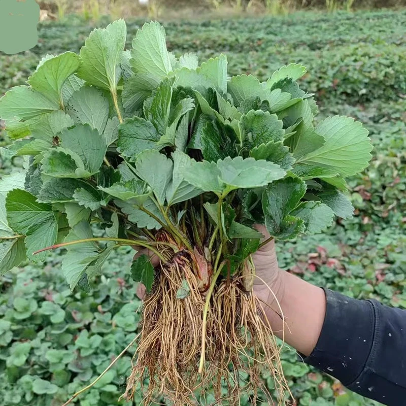 赠送6棵裸根草莓苗