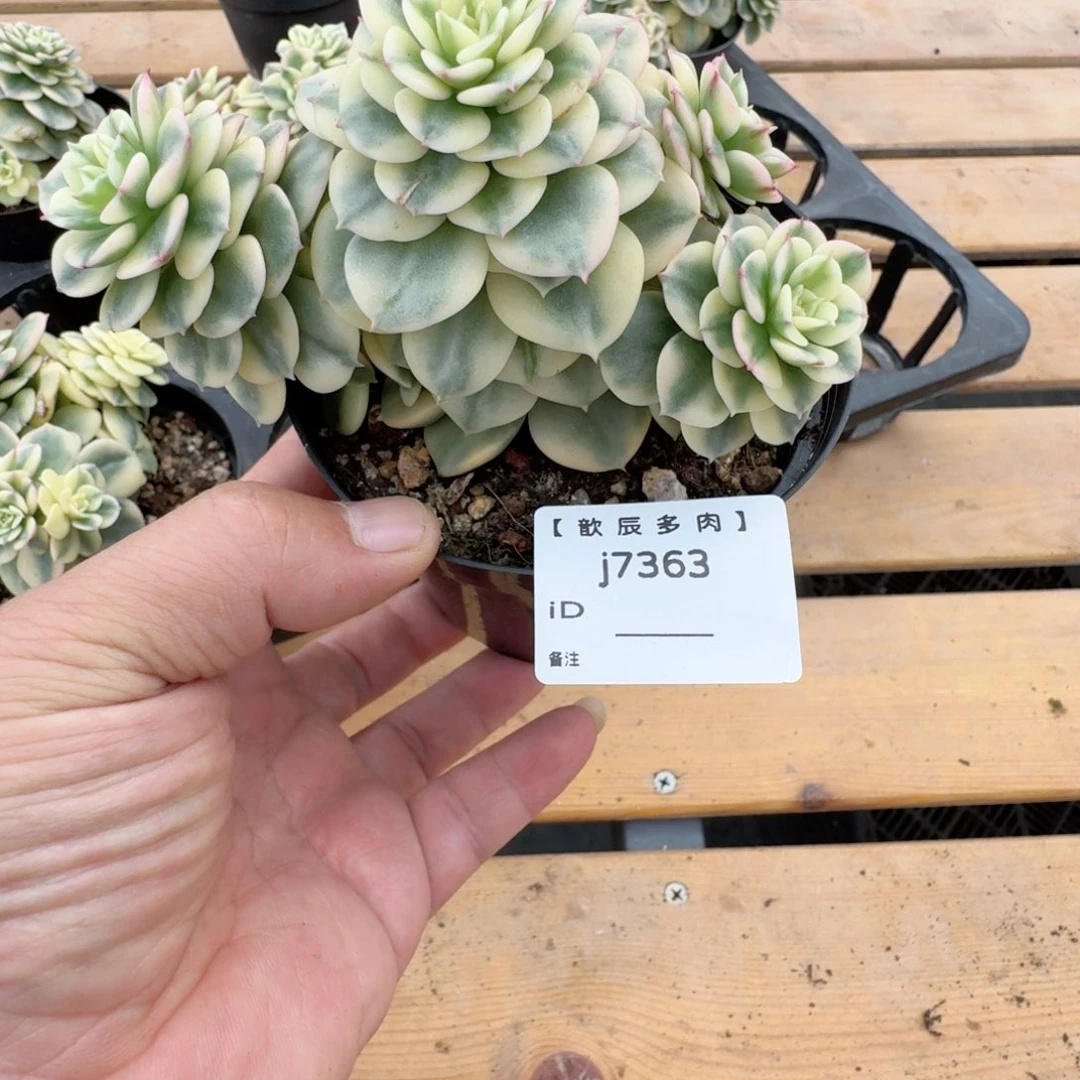 多肉植物  腊牡丹锦  7363