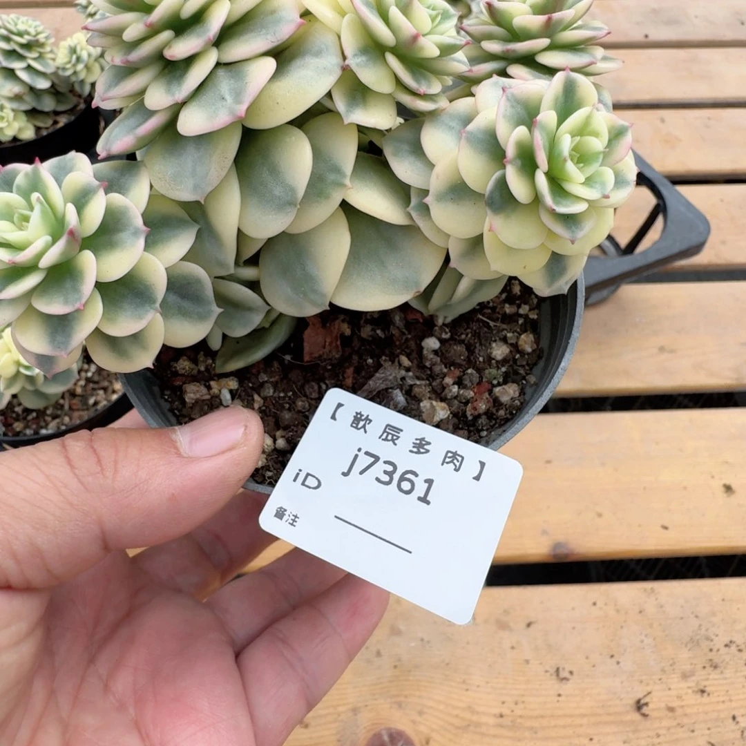 多肉植物   腊牡丹锦   7361