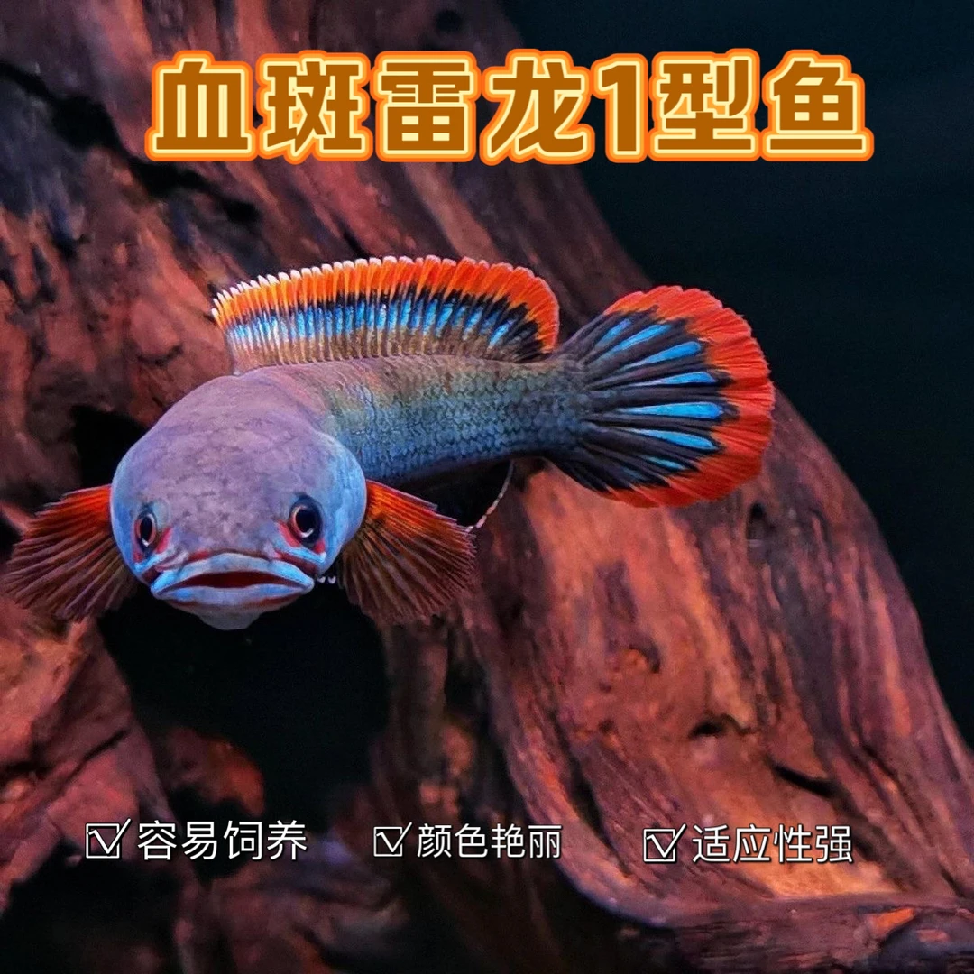 野生血斑进口一型雷龙鱼发色艳丽凶猛热带观赏鱼发货活体