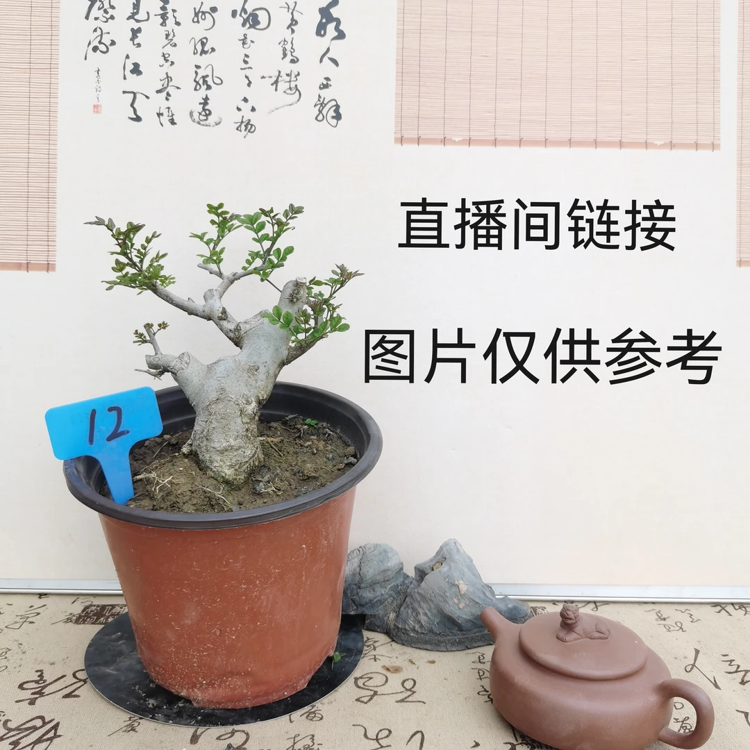 张氏微景园直播链接盆景练手桩（图片仅供参考）