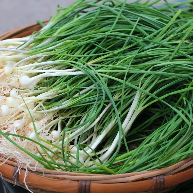 贵州特产贵州苦蒜野生小苦蒜野葱炒腊肉野蒜小蒜山葱现挖现发半斤