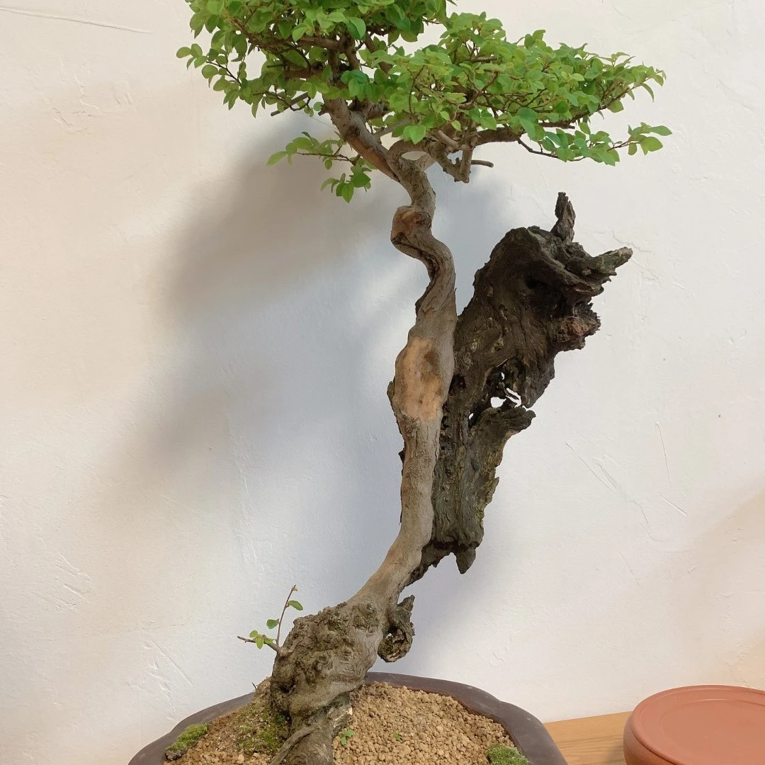 （龙二家）黄栌 榆树 黄荆 黄杨 杜鹃 山里红盆景
