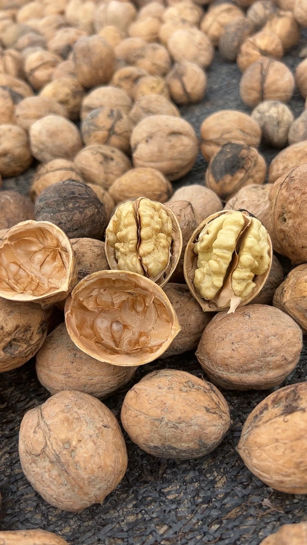 新疆特产丑核桃未清洗185纸皮核桃五斤原生态产地直发