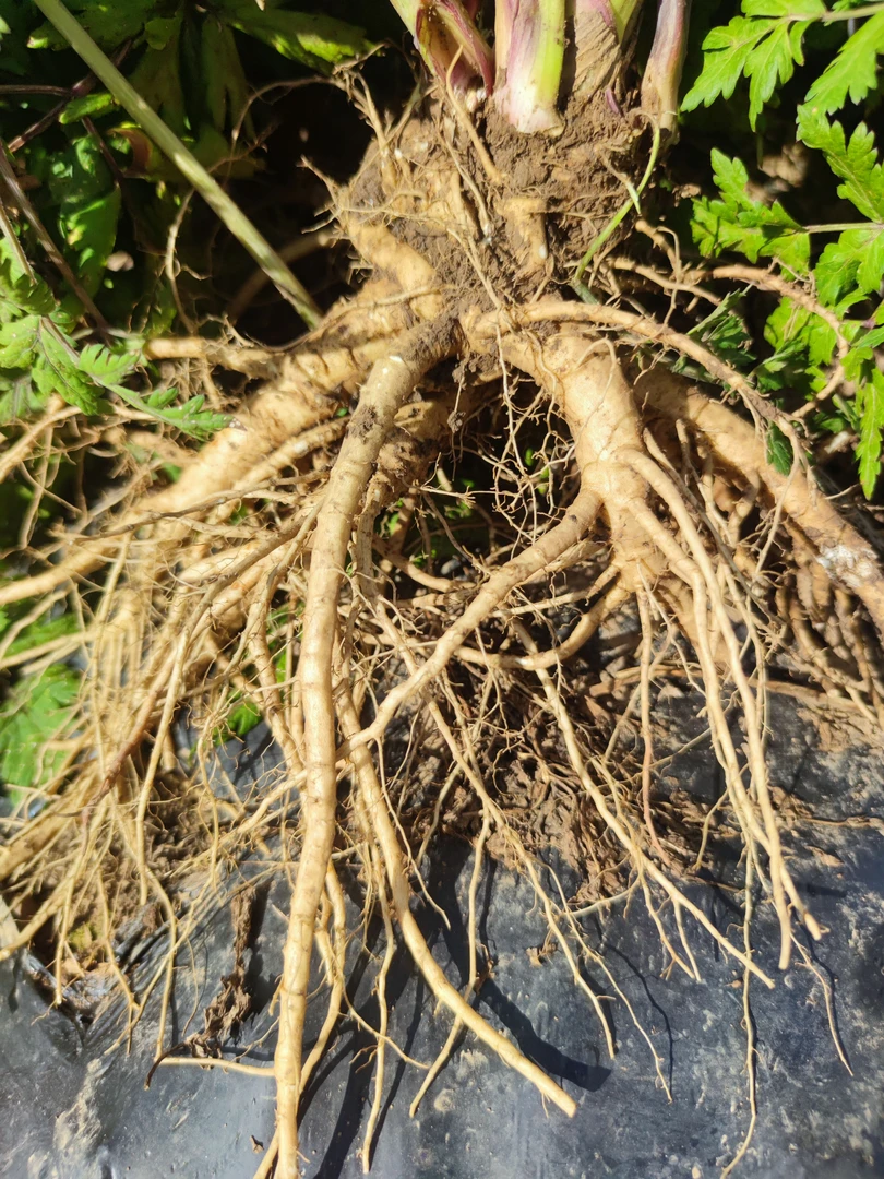 甘肃岷县新鲜当归煲汤泡酒