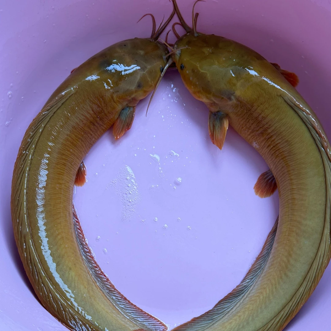 用壮一代4.0版本 宠物活体淡水观赏好养