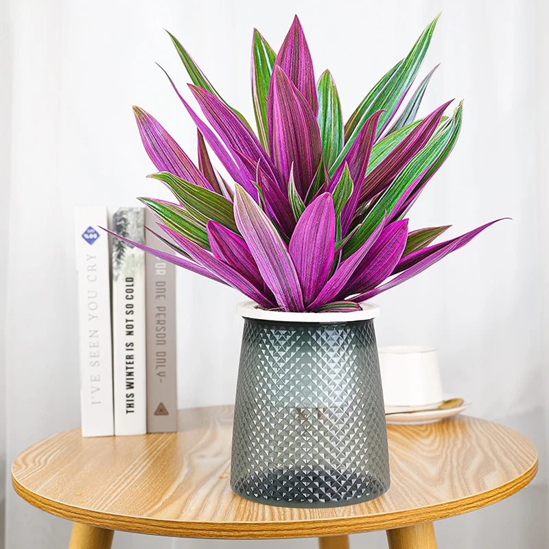 紫露兰油画吊兰盆栽花卉植物水培水培植物室内客厅办公桌水培植物