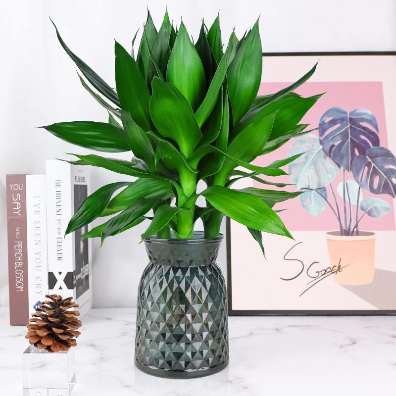 藤蔓阁观音竹水培植物富贵竹莲花竹室内绿植好养易活