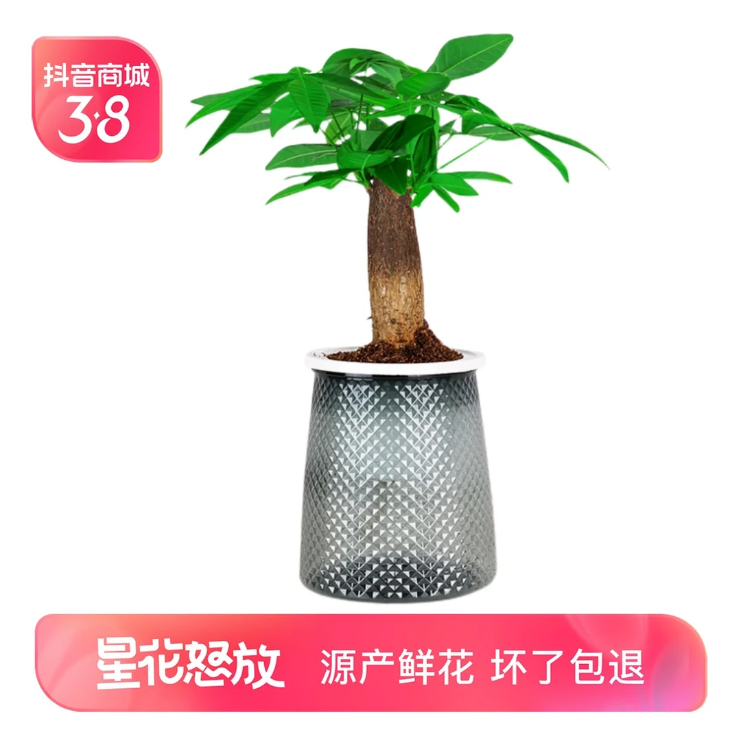 【藤蔓阁】发财树盆栽室内盆景桌面绿植水培植物四季常青花卉