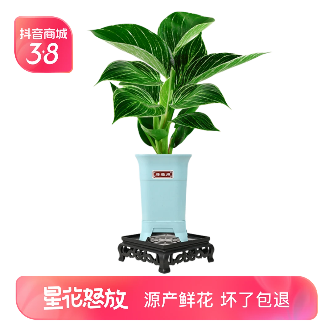 铂金钻室内绿植好养土培植物四季常青桌面盆栽花卉吸甲醛防辐射