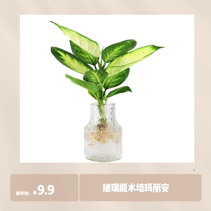 【車爷爷专属    】水培玛丽安盆栽植物粉黛万年青黄金银皇后