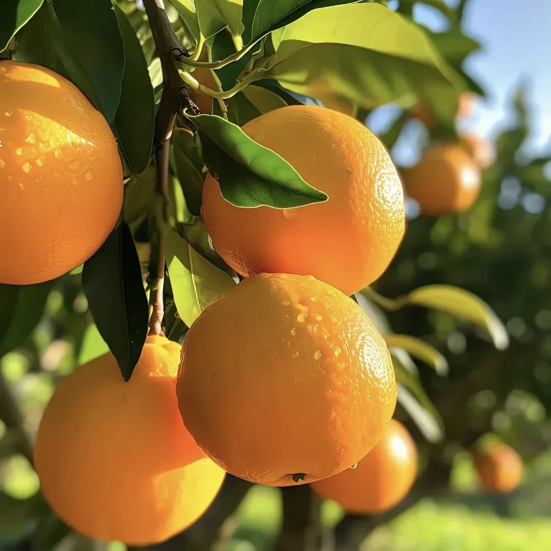 【赣南脐橙】新鲜水果甜蜜多汁2斤装