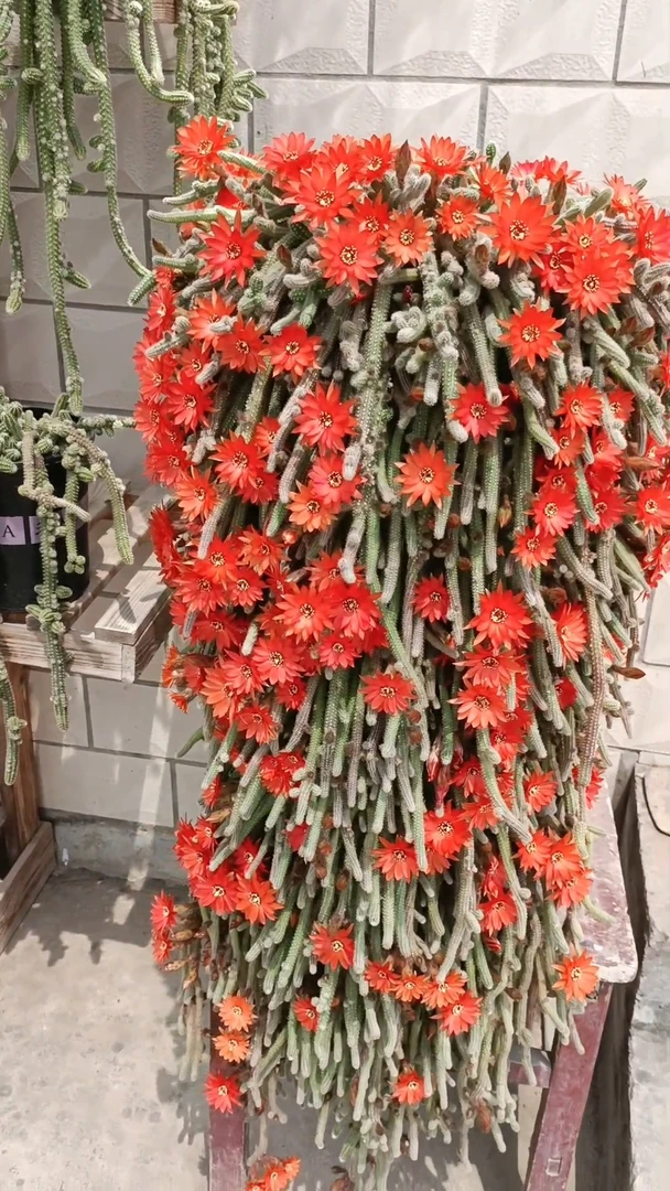 白檀，一物一拍（掉，散枝条，不售后，介意的勿拍，满25元包邮）