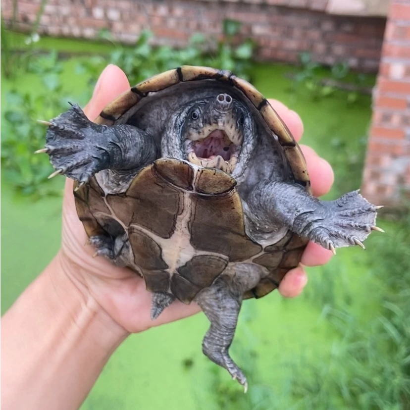 【龟谷优选】剃刀、巨头、黄缘龟补差链接