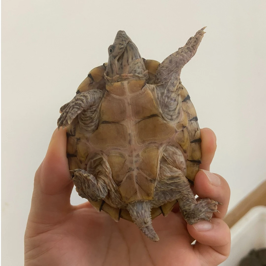 【龟谷优选】直播福利  主播介绍龟龟