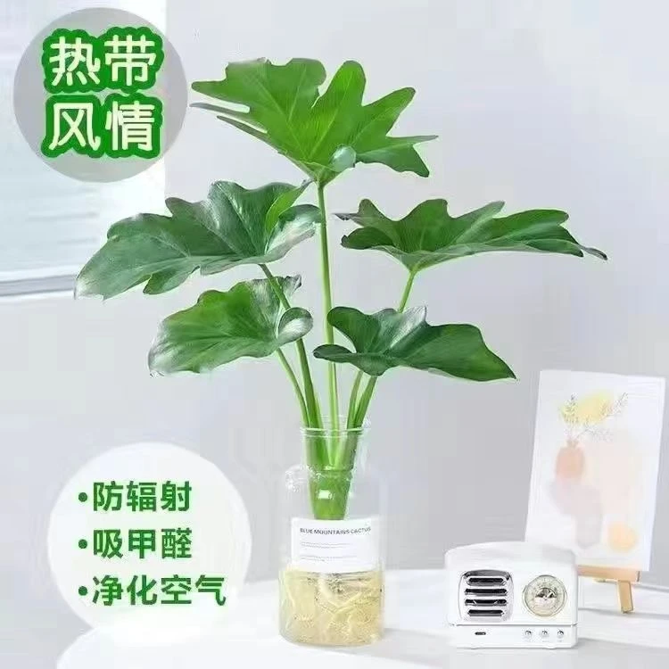 龙鳞春羽小天使水培大叶净化空气好养绿植室内花卉水养植物龟背竹