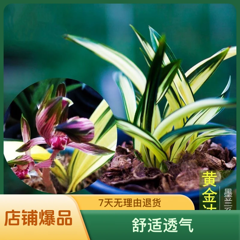 【正宗老种 达摩黄金中透】叶质厚实 花开红色 外瓣带绿复轮艺